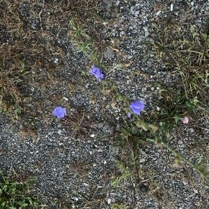 Meet your Posher, Ris